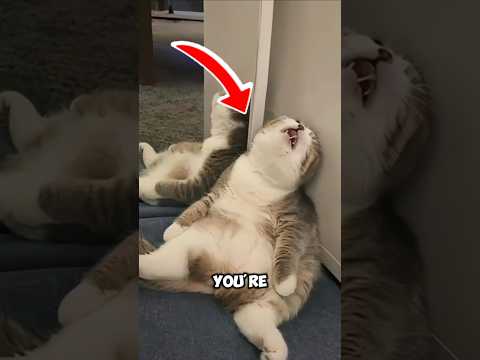 Why Does Your Cat Follow You to the Bathroom? #cat #pets