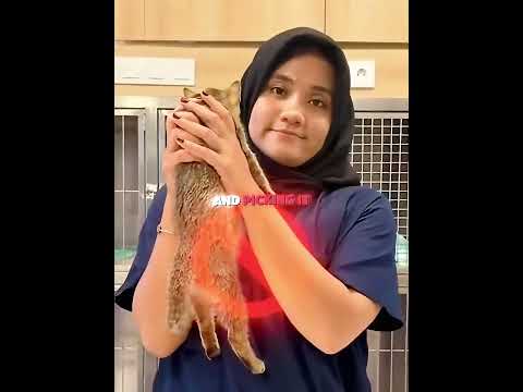 You've Been Holding Your Cat WRONG This Whole Time! 🤯🐈
