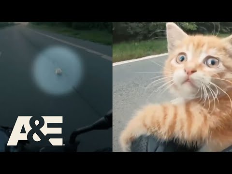 Abandoned Cat RESCUED From Busy Highway | Rescue Cam | A&E #shorts