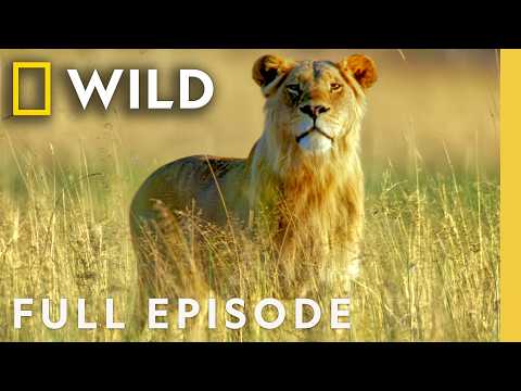 Animal Survival in the Okavango (Full Episode) | The Flood: Part 1 | Nat Geo Animals