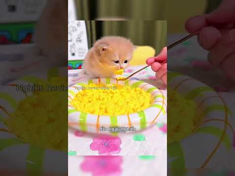 Chú mèo con ngốc nghếch ăn cả cát vệ sinh khiến người chủ bất lực.