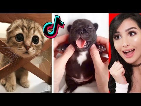 Cute Animals on Tik Tok That Will Make You Laugh