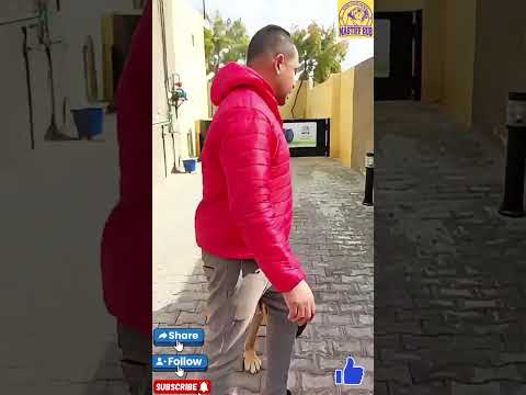 تدريبات دودج الصباحية #pets ##cutedog #ipl #football #animals #mastiff #americanbully