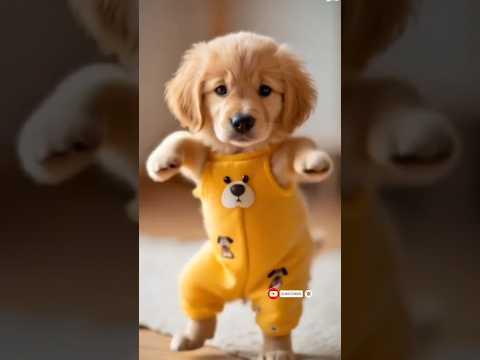 Dancing Puppy Deli 🐶😂 Cute Dog Shows Off Dance Moves #Dog #motorcycle #dance #dogdance  #pet