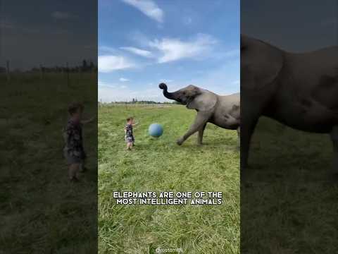 Elephant 🐘 One Of The Most Intelligent Animals In The World #shorts #elephant #intelligent animal