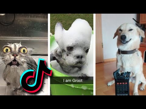😂 Funniest TIKTOk Dogs and TIKTOK Cats 😹 – Try Not To Laugh with TikTok Animals 2020 | Pets Keen