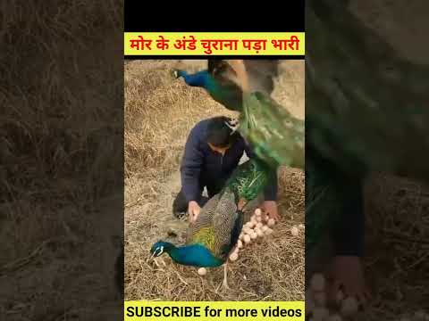 😱 मोर के अंडे चुराना चाहता था 🤣||#shorts #pets