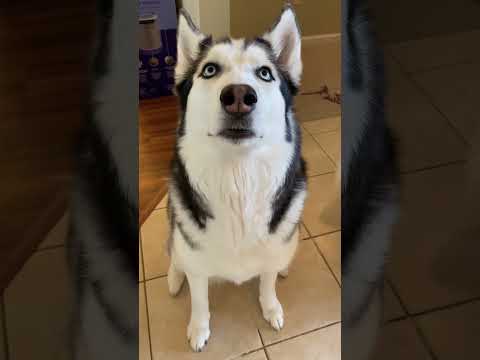 How To Tell If Your Dog Is A Husky… #shorts