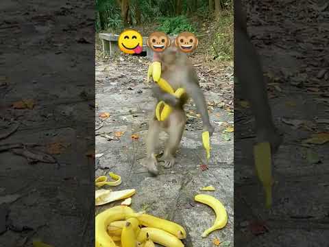 monkey 🍌 🐵 chor// funny monkey videos #dog #pets #baby #funny #cat #cute #animals #hungry #shorts