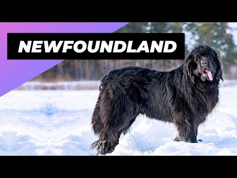Newfoundland 🐶 One Of The Biggest Dog Breeds In The World #shorts