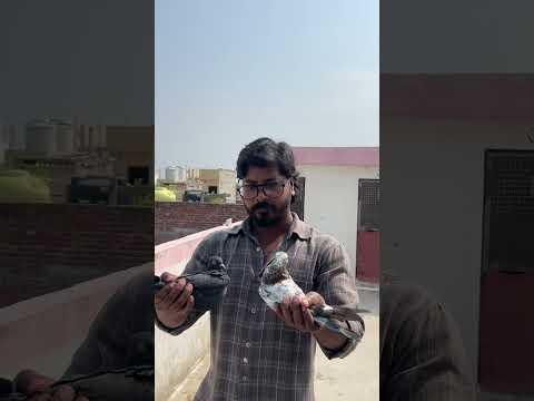 Pakda hua kabootar dediya 🫣 #kabutar #pigeon #birds #rabbit #tigerpigeon #kabutarbazi #pets