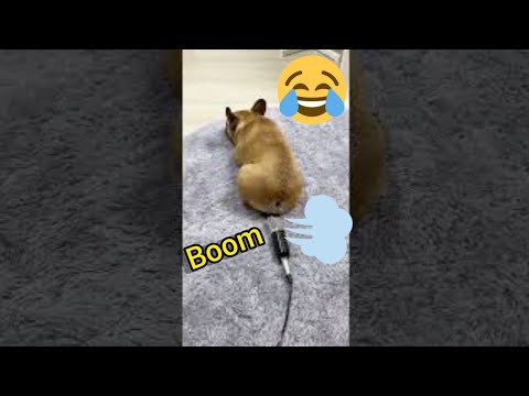 Puppy Dog Fart Sounnd Into Microphone 💨🤣 #dogfart  #tiktok #animal_farting