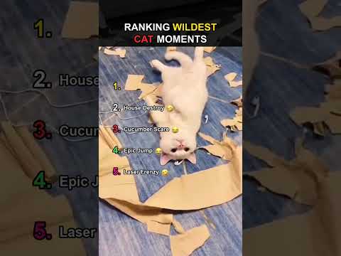 Ranking TOP Funniest Cat Moments 😂 #viral #tiktok #trending