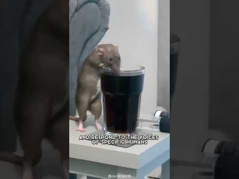 Rat 🐀 One Of The Most Intelligent Animals In The World #shorts