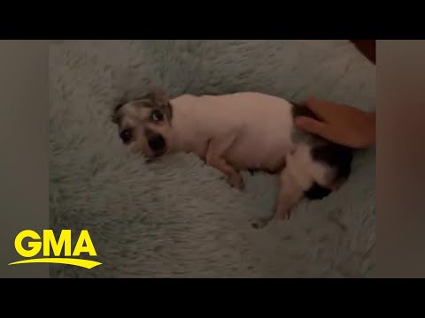 Rescue dog enjoys new bed at her forever home after being abused for 12 years l GMA