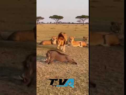 Sabedoria ou malandragem no mundo animal.