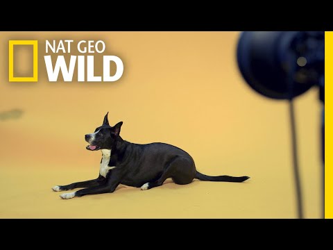 See How Our Photographers Captured the Pets of Nat Geo | Nat Geo Wild