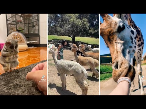 The CUTEST ANIMAL VIDEOS on TikTok 2023 | CUTE Pet TikTok Compilation