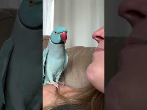 The World's Happiest Dog | Funniest Pets Of The Month