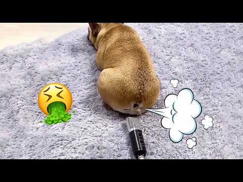 TRY NOT TO LAUGH Cats And Dogs Reaction To Fart Bad Pets 💨😂