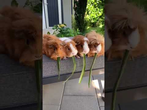 Vilayati chuha #guineapig #pets #new #cute #status #reaction #shorts #viral #trending #tiktok #video